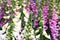 Blooming white and purple foxglove plants