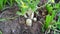 Blooming white Radish flowers with attractive green leaves. Daikon on ground with attractive white color