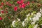 Blooming white and red azalea rhododendron in the greenhouse