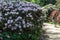 Blooming White Rhododendron Alma mater species in Babites botanical  garden, Latvia