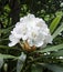 Blooming white Rhododendron, Great Smoky Mountains National Park