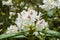 Blooming white rhododendron after rain, Haaga Rhododendron Park, Helsiki, Finland