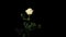 Blooming white roses on the black background