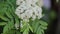 Blooming white rowan flowers on a green branch close-up in the wind