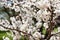 Blooming white sakura. Macro photo of beautiful flowers and sprigs of cherry wood.