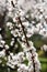 Blooming white sakura. Macro photo of beautiful flowers and sprigs of cherry wood.