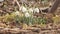 Blooming white snowdrops in the rain.