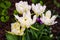 Blooming white terry tulips with yellow striped petals