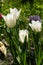 Blooming white tulips. Tulips buds. Tulip backdrop