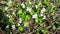 Blooming white violet in the garden.