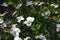 Blooming white violets grow in the garden. Spring gardening, outdoor concept background, floral style