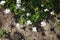 Blooming white violets grow in the garden. Spring gardening, outdoor concept background, floral style