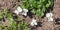 Blooming white violets grow in the garden. Spring gardening, outdoor concept background, floral style