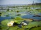 Blooming white water lilies against the background of the city in the distance