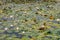 Blooming white Water Lilly or Nymphaea