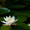 Blooming white water lily Nymphaea tetragona