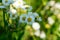 Blooming White Wild Daisy Flowers in the prairie field of the sanctuary. Asteraceae family.