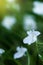 Blooming white wild flowers at sunrise