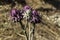 Blooming wild artichoke plant in the nature