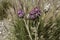 Blooming wild artichoke plant in the nature