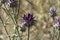 Blooming wild artichoke plant in the nature