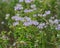 Blooming Wild Bergamot. Bee attracting field flowers. Monarda fistulosa. Bee balm, a wildflower in the mint family