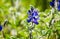 Blooming wild blue lupins Lupinus pilosus on bright sunny spring day on The Golan Heights in Israel. Spring in Israel. Species of