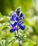 Blooming wild blue lupins Lupinus pilosus on bright sunny spring day on The Golan Heights in Israel. Spring in Israel. Species of
