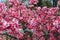 Blooming wild bush of adenium or desert roses of the native succulent