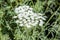 Blooming wild carrot flower