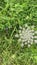 Blooming wild carrot flowers swaying in the spring breeze