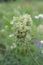 Blooming wild carrots on the background