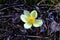 Blooming wild flower Pulsatilla Anemone patens