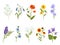 Blooming wild flowers, chamomile, poppy, violet, lavender and bluebell. Botanical medical plants, meadow herbs and field