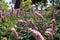 blooming wild flowers in a garden in apremont-sur-allier (france)