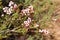 blooming wild flowers - kalbarri - australia