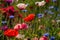 Blooming wild flowers on the meadow at summertime