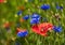 Blooming wild flowers on the meadow at summertime