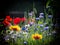 Blooming wild flowers on the meadow at summertime