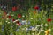 Blooming wild flowers on the meadow at summertime