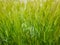 Blooming wild foxtail plants on a picturesque summer meadow. Different greening vegetation sway in the wind. Idyllic rural nature