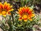 Blooming Wild Gazania Flower at Laguna Coast Wilderness Park, Laguna Hills, California