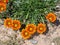 Blooming Wild Gazania Flower at Laguna Coast Wilderness Park, Laguna Hills, California