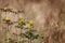 Blooming wild Oregon grape in a field