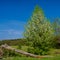 Blooming wild pear meadow