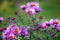 Blooming wild perennial chrysanthemums in the village.