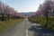 Blooming wild plum trees along the road in Berkenye, Hungary