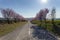 Blooming wild plum trees along the road in Berkenye, Hungary