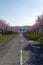 Blooming wild plum trees along the road in Berkenye, Hungary