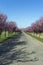 Blooming wild plum trees along the road in Berkenye, Hungary